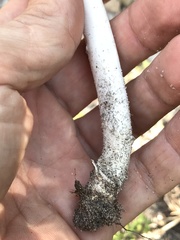 Amanita arenicola