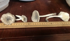 Amanita arenicola