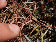 Planodes virginicum