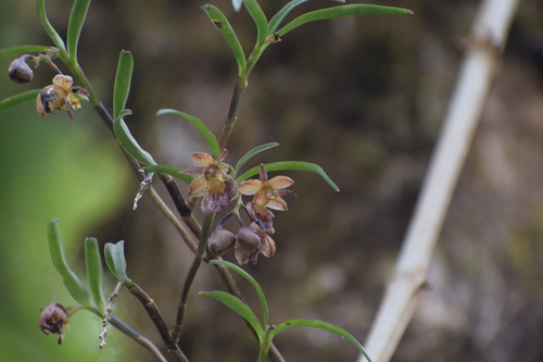 Epidendrum cochabambanum Dodson & R.Vásquez 2