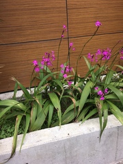 Spathoglottis