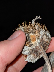Datura wrightii