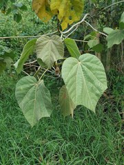 Heliocarpus americanus