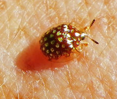 Charidotis auroguttata