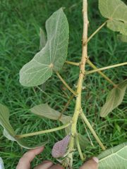 Heliocarpus americanus