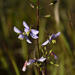 Heliophila subulata - Photo (c) Adriaan Grobler, μερικά δικαιώματα διατηρούνται (CC BY-NC), uploaded by Adriaan Grobler