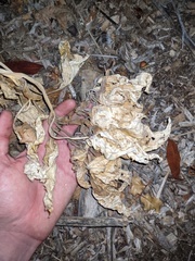 Datura wrightii