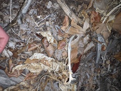 Datura wrightii