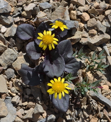Senecio soldanella