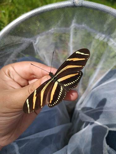 Heliconius charithonia bassleri