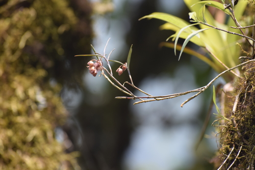 Epidendrum cochabambanum Dodson & R.Vásquez 3