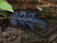 Platerodrilus ruficollis