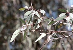 Eucalyptus argophloia