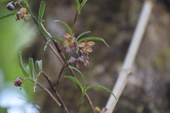 Epidendrum cochabambanum