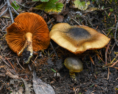 Cortinarius clandestinus