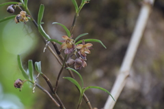 Epidendrum cochabambanum