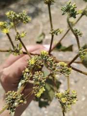 Heliocarpus americanus