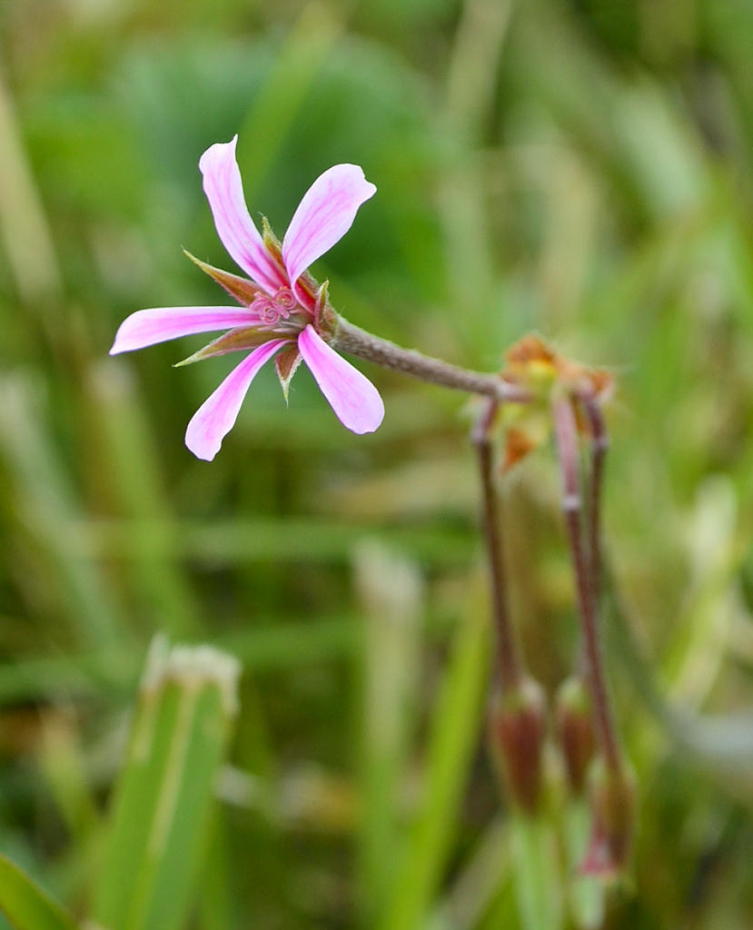 Mantle Storksbill