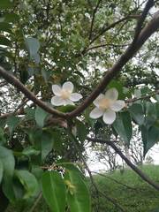 Calycolpus moritzianus