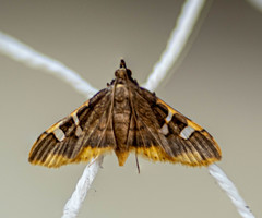 Prophantis adusta