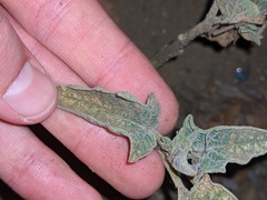 Datura wrightii