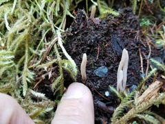 Clavulina castaneipes