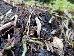 Clavulina castaneipes