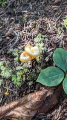 Gloioxanthomyces nitidus