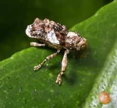 Orthorhinus
