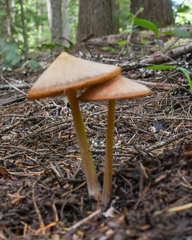 Entoloma holoconiotum
