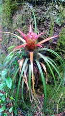 Aechmea recurvata