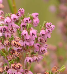 Erica chamissonis chamissonis