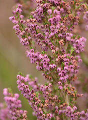 Erica chamissonis chamissonis