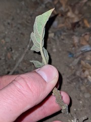 Datura wrightii