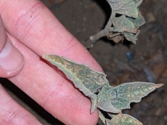 Datura wrightii