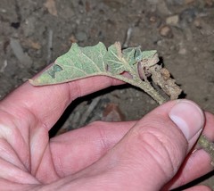 Datura wrightii