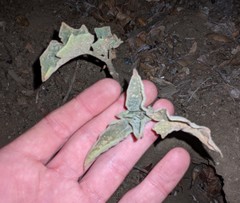 Datura wrightii
