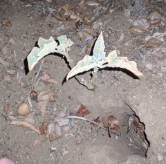 Datura wrightii