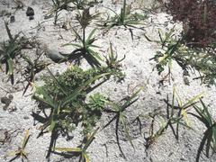 Cyperus esculentus esculentus