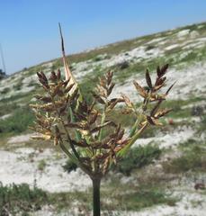 Cyperus esculentus esculentus