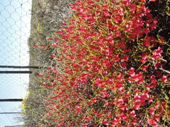 Hermannia grandiflora