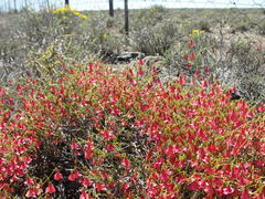 Hermannia grandiflora