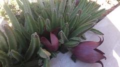 Stapelia leendertziae