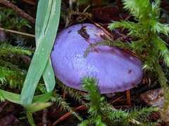 Cortinarius subfoetidus