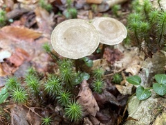 Entoloma conicum