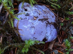 Cortinarius subfoetidus
