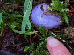 Cortinarius subfoetidus