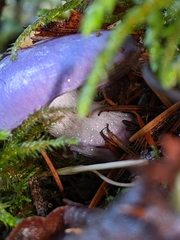 Cortinarius subfoetidus
