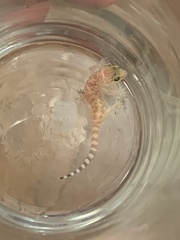 Hemidactylus turcicus