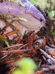 Cortinarius subfoetidus